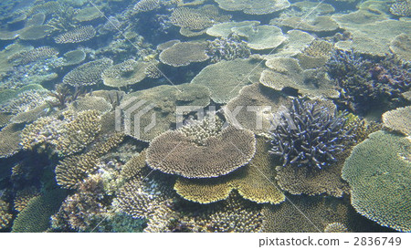 珊瑚 珊瑚礁 海底的 2836749