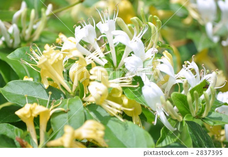 Honeysuckle Flower 2837395