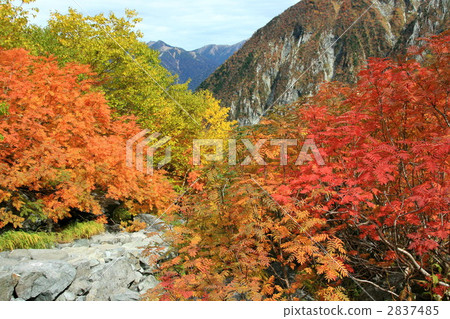 japanese rowan, rowan, maple 2837485