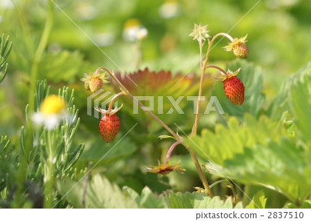 野草莓 紅色的果實 紅色果實 2837510