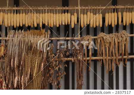 dried corn, dried daikon raddish, daikon radishes drying 2837517