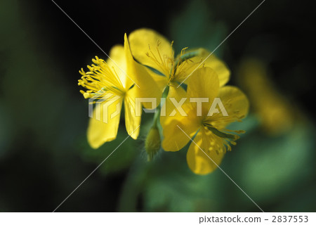 67144 Xasanow 67144 Xasanow 2837553