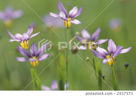 67166乳頭 67166乳頭 2837573