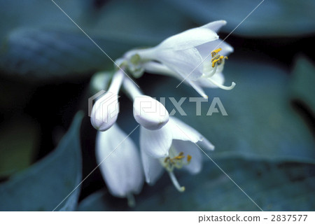 67171 Giboshi 2837577