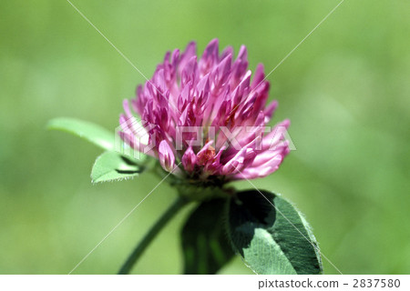 67175紅薄荷 2837580