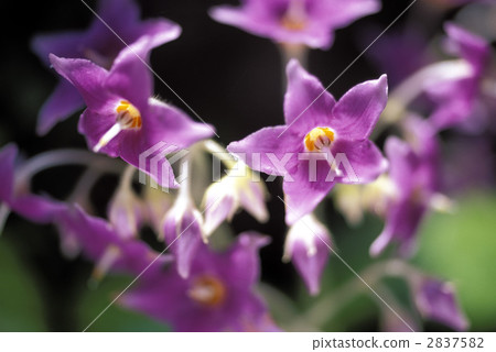 67177岩手湖 2837582