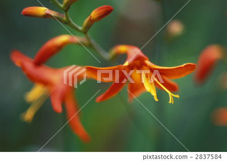 67179 Himehiga gigasuisen 2837584