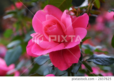 67260玫瑰現代玫瑰 2837625