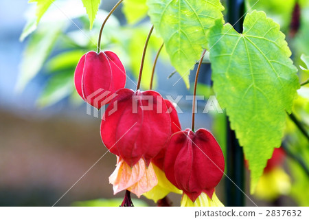 67278 Hime Abutilon 2837632