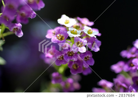 67330 Nyanazuna 67330 Nyanazuna 2837684