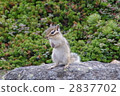 Daisetsuyama system Chipmunk 2837702
