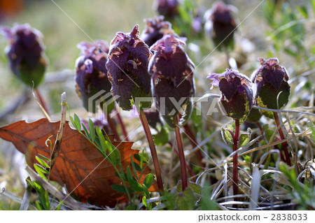 67663 Himeodoricoso 67663 Himeodoricoso 2838033