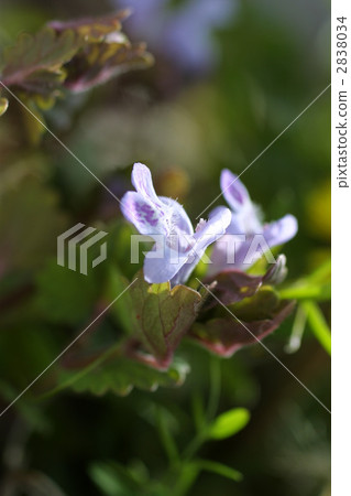 67664棵橡樹 2838034