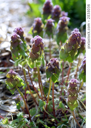 67665 Himeodorinosou 67665 Himeodorinosou 2838036