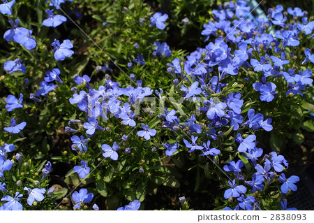 67705 Lobelia 2838093