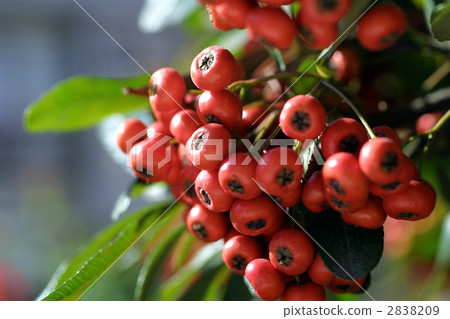 67855 Pirakansa 67855 Pirakansa 2838209