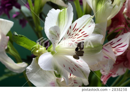 67940 Alstroemeria 67940 Alstroemeria 2838238