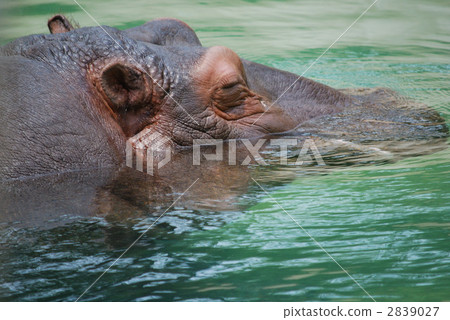 Hippopotic河馬 2839027