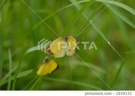 Denial of mating of Zumaro Gijutsu Denial of mating of Zumaro Gijutsu 2839132