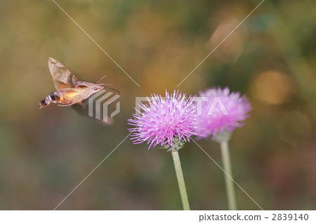 Thistle and Hoshi Houjaku-2 2839140