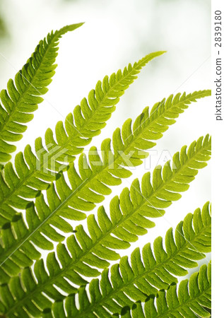 fern plant 2839180