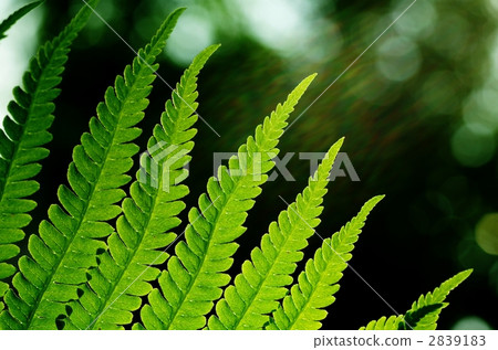 fern plant fern plant 2839183