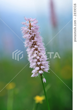 Mukago Tranoo blooming in Jungfrau 2839316