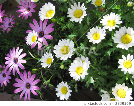 marguerite, bloom, blossom 2839369