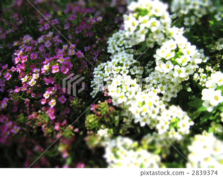 alyssum, bloom, blossom 2839374