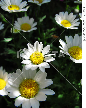 north pole, bloom, blossom 2839375
