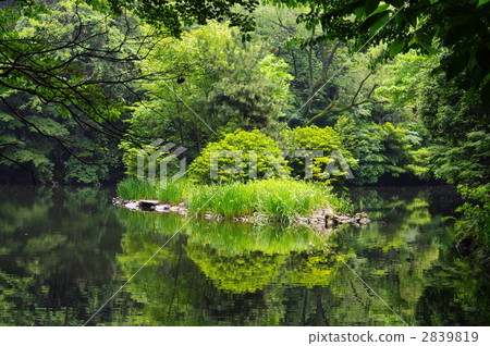 Sanshiro pond Sanshiro pond 2839819