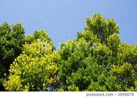 Lively green row of trees Lively green row of trees 2840078