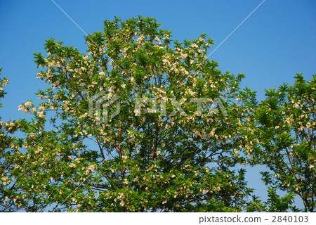 Blue sky and fake acacia 2840103