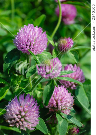 Red clover Red clover 2840106