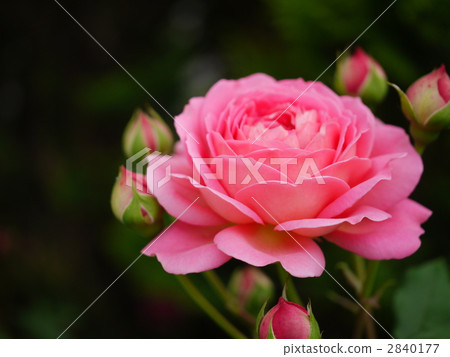 Jubilee Celebration 2840177