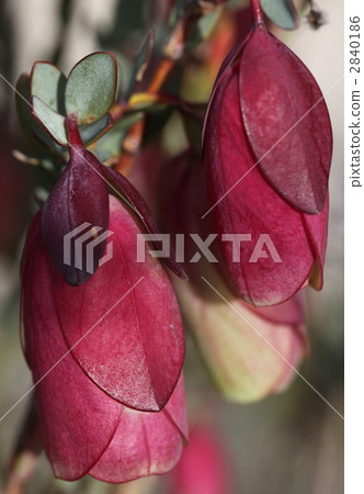 Wildflower Wildflower 2840186