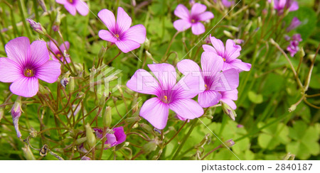 接種的草Oxalis 接種的草Oxalis 2840187