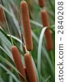 Ear of the Gama 2840208
