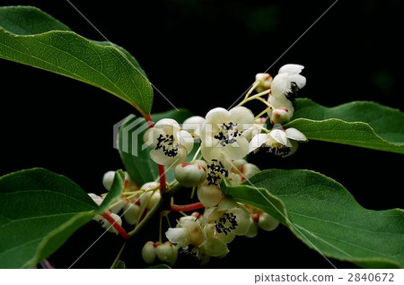 軟棗獼猴桃 2840672