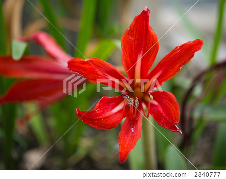 Wild grass 2840777