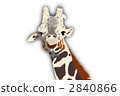 reticulated giraffe, herbivore, herbivorou 2840866