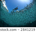 saltwater fish, fish, fishes 2841219