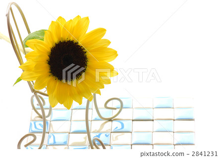 迷你向日葵 迷你向日葵 2841231