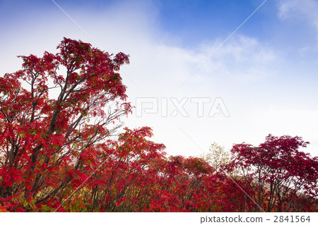 Autumn leaves of Nanakamado 2841564