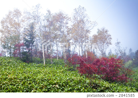 有霧的秋葉高原 2841585