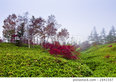 Plain autumn leaves of Nanakamado 2841587