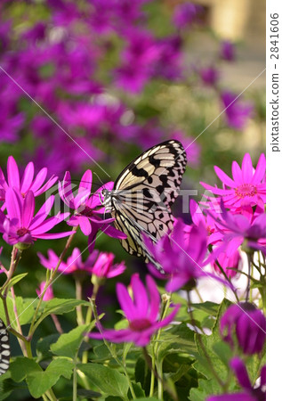 Flying madara 2 2841606