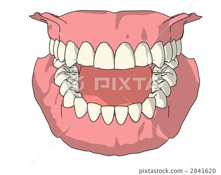Permanent dentition 2841620
