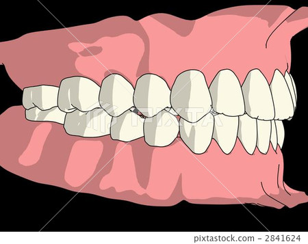 永久牙列 永久牙列 2841624