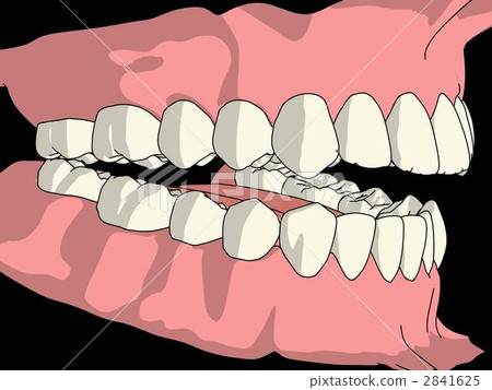 永久牙列 永久牙列 2841625